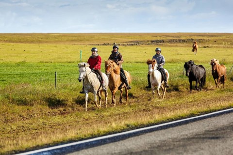 Several Icelandic horses, also Icelanders or Icelandic ponies, tourists riding in a meadow, group