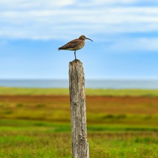 Whimbrel (Numenius phaeopus) on the lookout, birdwatching, Snæfellsnes Peninsula, Snaefellsnes,