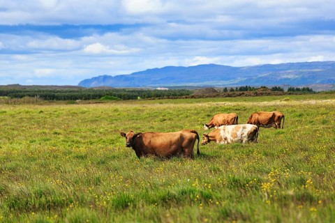 Cows, cattle in a meadow, grazing, Reykholt, Reykholtsdalur, Iceland