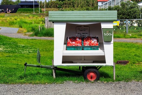 Stall in a meadow, two boxes of fresh local tomatoes from the greenhouses heated with geothermal