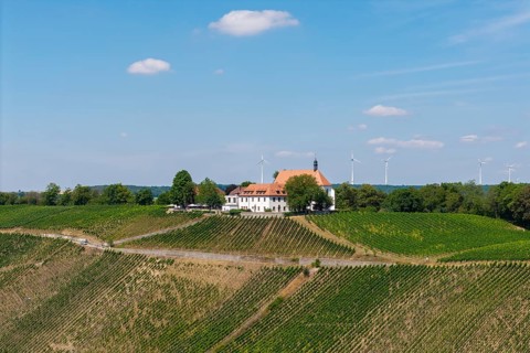 Rural scene with vineyards, a white building with a red roof and wind turbines in the background
