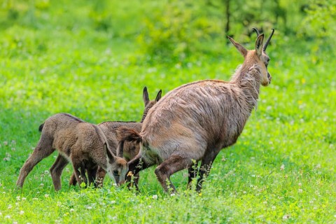 An adult female chamois (Rupicapra rupicapra) stands urinating on a green meadow. One of her two