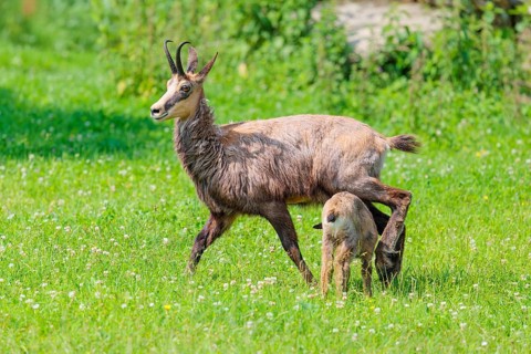 An adult female chamois (Rupicapra rupicapra) suckles her young on a sunny day in a green meadow..