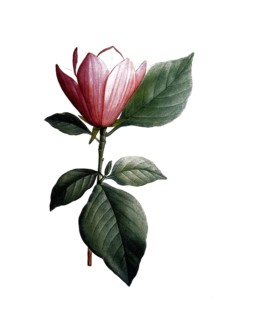 Lily magnolia, Magnolia discolor, after an illustration by Pierre Joseph Redoute, digitally