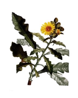 Shrubby sow thistle, Sow thistles, Sonchus fruticosus, after an illustration by Pierre Joseph