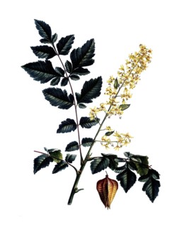 Golden rain tree, Koelreuteria paniculata, after an illustration by Pierre Joseph Redoute,
