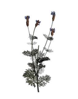 Crested Lavender, French Lavender, Lavandula stoechas, after an illustration by Pierre Joseph