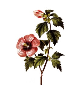 Bush hibiscus, Rose of Sharon, Hibiscus syriacus, after an illustration by Pancrace Bessa,