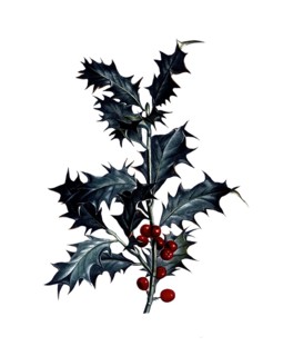 European holly, Ilex aquifolium, after an illustration by Pierre Joseph Redoute, digitally restored