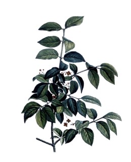 Warty spindle bush, Spindle, Euonymus verrucosus, after an illustration by Pierre Joseph Redoute,
