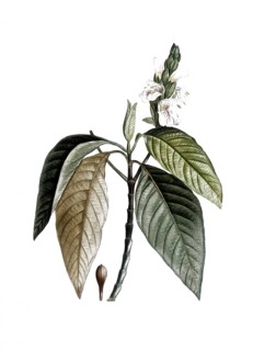 Justicia adhatoda, also known as adhatoda plant, malabar nut or vasica, Justicia adhatoda, after an
