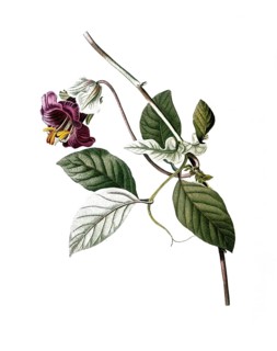 Bell vine, Cup and saucer vine, Cobaea scandens, after an illustration by Pierre Joseph Redoute,