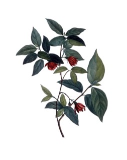 Sweetshrub, spice bush, Calycanthus nanus, after an illustration by Pierre Joseph Redoute,