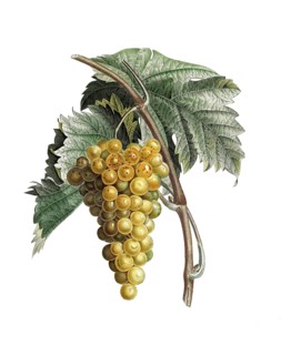Weintraube, Muskattraube, Muskateller, White muscat grapes by Pierre Jean Francois Turpin,