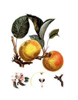 Cultivated apple, Apple, Malus domestica, Bourgogne variety after an illustration by Pierre Antoine