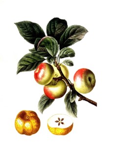 Apple tree, Malus communis, after an illustration by Pancrace Bessa, digitally restored