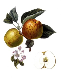 Apple of the Royale d'Angleterre variety, English apple variety also known as Royal Jubilee or