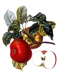 Apple of the Belle du Havre variety, after an illustration by Pierre Jean Francois Turpin,