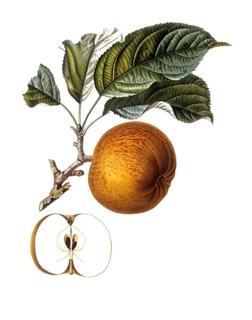 Apple of the Gros barbarie variety, after an illustration by Pierre Jean Francois Turpin, digitally