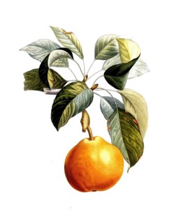 Pear of the Doyenne roux variety, after an illustration by Pierre Antoine Poiteau, digitally