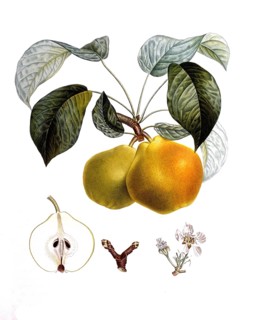 Pear of the bergamot variety, after an illustration by Pierre Antoine Poiteau, digitally restored