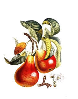 Pear of the Cardinal variety, after an illustration by Pierre Jean Francois Turpin, digitally