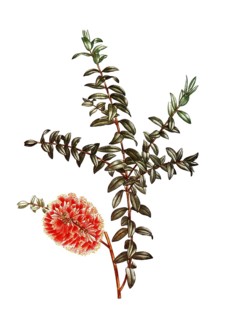 Hillock bush, a plant of the myrtle family, Melaleuca hypericifolia, after an illustration by