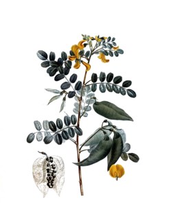 Colutea arborescence, after an illustration by Pierre Joseph Redoute, digitally restored