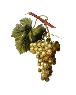 Vine, white wine, white grape, Common grape vine, Vitis vinifera, after an illustration by Pancrace