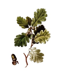 English oak, Quercus robur, after an illustration by Pancrace Bessa, digitally restored