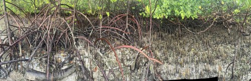 Mangroves, foreground (Rhizophora mucronata), background (Sonneratia alba), aerial roots, mangroves