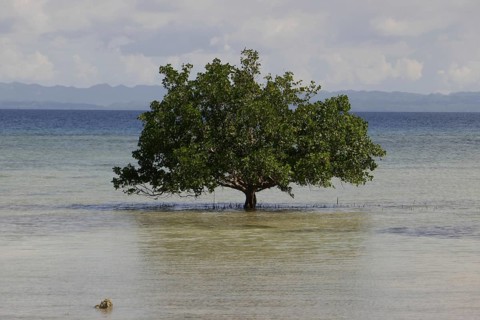 Mangrove trees (Sonneratia alba), flood, mangroves are among the most important ecosystems for