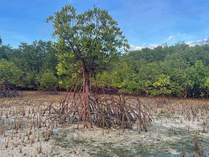 Mangroves, foreground (Rhizophora mucronata), background (Sonneratia alba), mangroves are among the