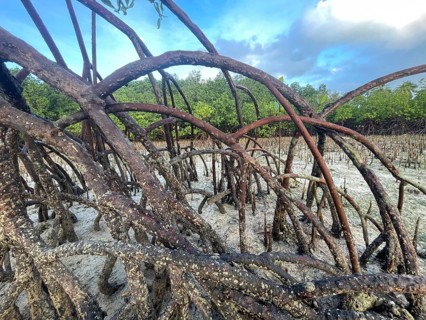 Mangroves (Rhizophora mucronata), stilt roots, mangroves are among the most important ecosystems