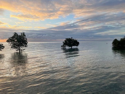 Mangrove trees (Sonneratia alba), high tide, dusk, mangroves are among the most important