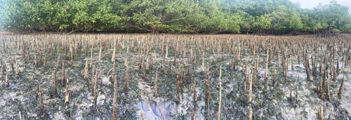 Aerial roots of the mangrove (Sonneratia alba), Panorama, Mangroves are one of the most important