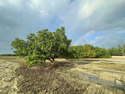 Aerial roots of the mangrove (Sonneratia alba), rainbow, mangroves are among the most important