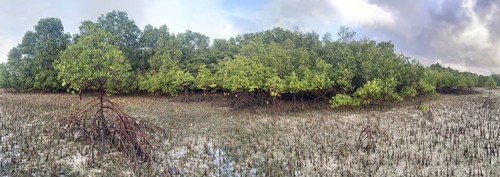 Mangroves, panorama. Foreground (Rhizophora mucronata), background (Sonneratia alba), aerial roots,