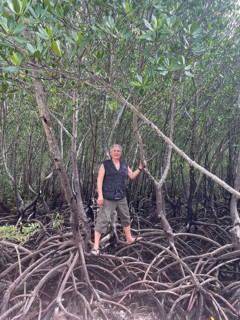 Man standing on the stilt roots of mangroves (Rhizophora mucronata), mangroves are one of the most
