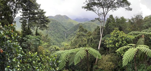 Tropical rainforest, tree ferns, rain clouds, protected area, Northern Negros Natural Park,