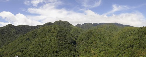 Tropical rainforest, tree fern, protected area, Northern Negros Natural Park, Panorama, Negros,