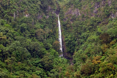 Tropical rainforest, protected area, Northern Negros Natural Park, waterfall, Negros, Northern