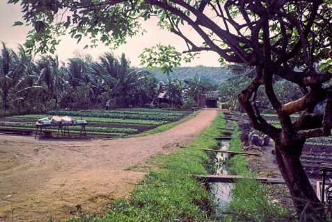 Intensive farming crops growing in fields of small farms, Singapore, southeast Asia, 1965