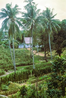 Intensive farming horticulture coconut palm trees, Singapore, southeast Asia, 1965