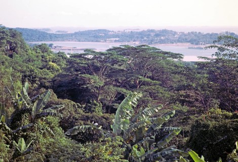 View over tropical rainforest trees to Sentosa island from from Mount Faber, Singapore, southeast