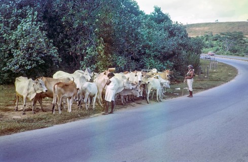 Brahman cattle herd livestock with herder in verge of main road, photos of Singapore and Johor