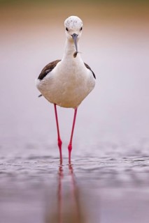 Stilt (Himantopus himantopus) Family of avocets, male with tadpole as prey, searching for food in
