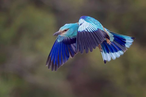 Eurasian Roller (Coracias garrulus) Almond Crow, male, female, pair, courtship, calling,