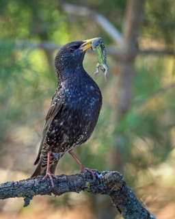 (Sturnus vulgaris), also known as Common starling, with food for the young birds, insects, with
