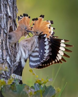 Hoopoe (Upupa epops) Bird of the Year 2022, male with food, prey, foraging, food for the young